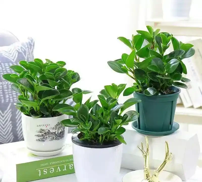 養貓家庭綠植白名單:這10種植物貓吃了也沒事