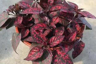 養貓家庭綠植白名單：這10種植物貓吃了也沒事