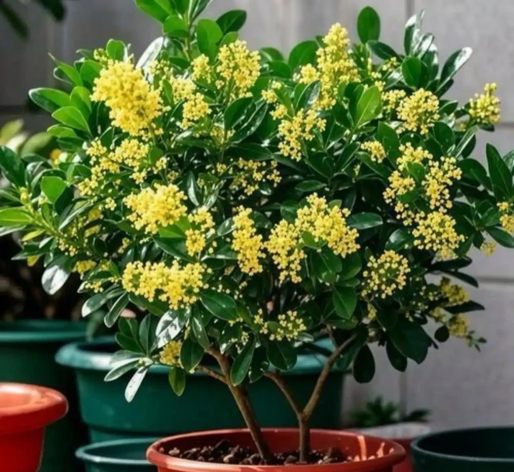 5種「香味花」,漂亮又好養,家裡養一盆,清香典雅,比香水好聞