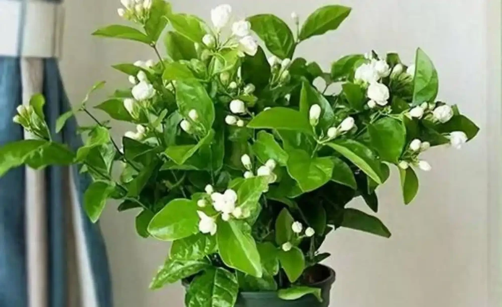 5種「香味花」,漂亮又好養,家裡養一盆,清香典雅,比香水好聞