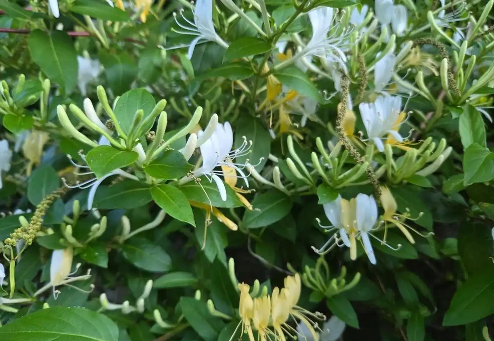 5種「香味花」,漂亮又好養,家裡養一盆,清香典雅,比香水好聞