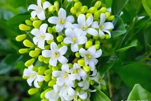 5種「香味花」，漂亮又好養，家裡養一盆，清香典雅，比香水好聞