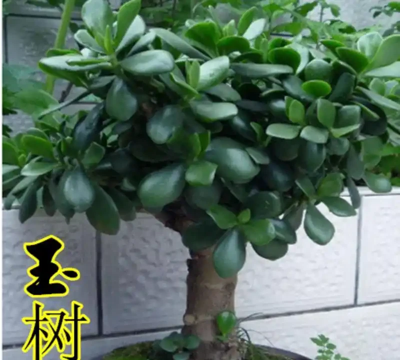 家裡養什麼植物招財轉運?這10種「旺財花」擺客廳,越養越富貴