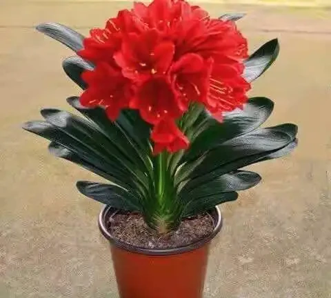 家裡養什麼植物招財轉運?這10種「旺財花」擺客廳,越養越富貴