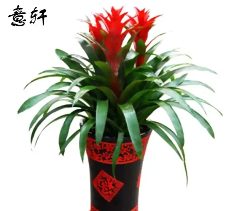 家裡養什麼植物招財轉運?這10種「旺財花」擺客廳,越養越富貴