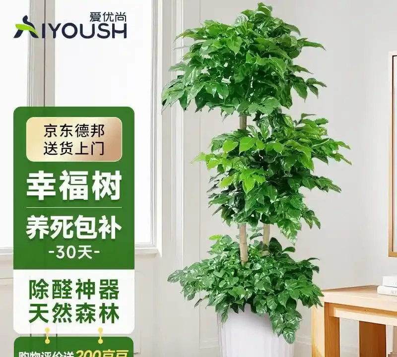 家裡養什麼植物招財轉運?這10種「旺財花」擺客廳,越養越富貴