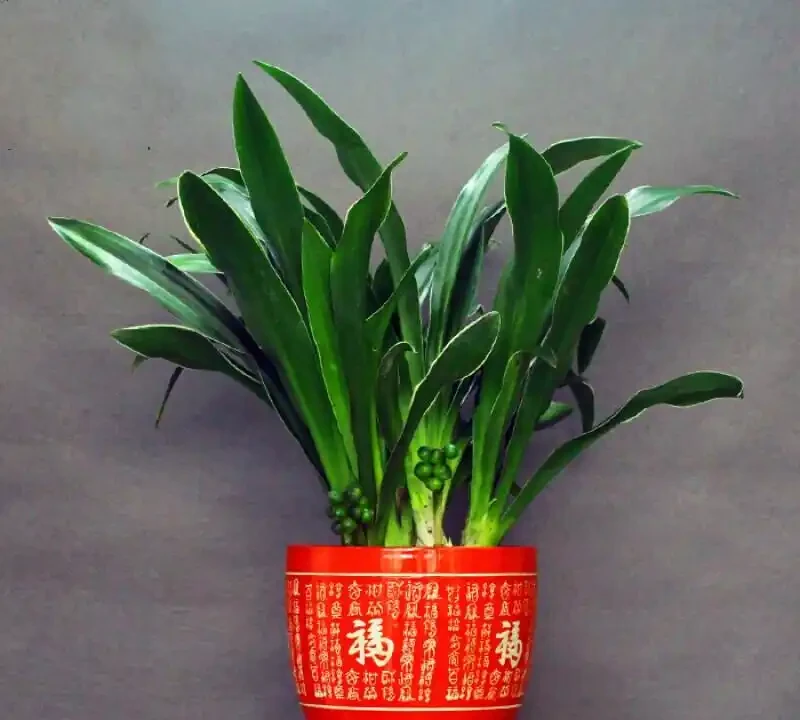 家裡養什麼植物招財轉運?這10種「旺財花」擺客廳,越養越富貴
