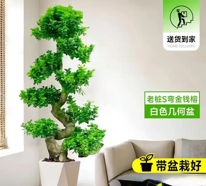 家裡養什麼植物招財轉運?這10種「旺財花」擺客廳,越養越富貴