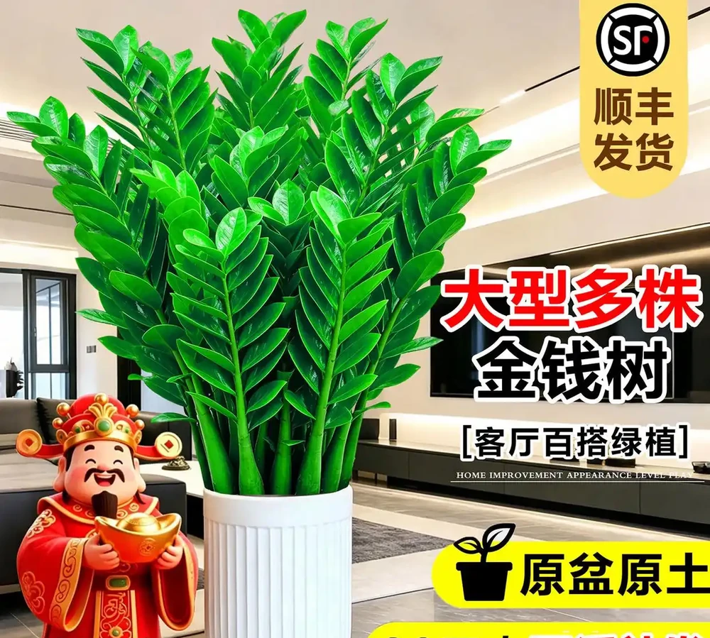 家裡養什麼植物招財轉運?這10種「旺財花」擺客廳,越養越富貴