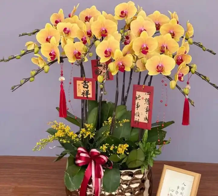 家裡養什麼植物招財轉運?這10種「旺財花」擺客廳,越養越富貴