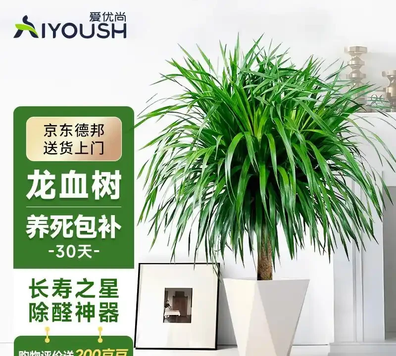 家裡養什麼植物招財轉運?這10種「旺財花」擺客廳,越養越富貴