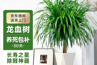 家裡養什麼植物招財轉運？這10種「旺財花」擺客廳，越養越富貴