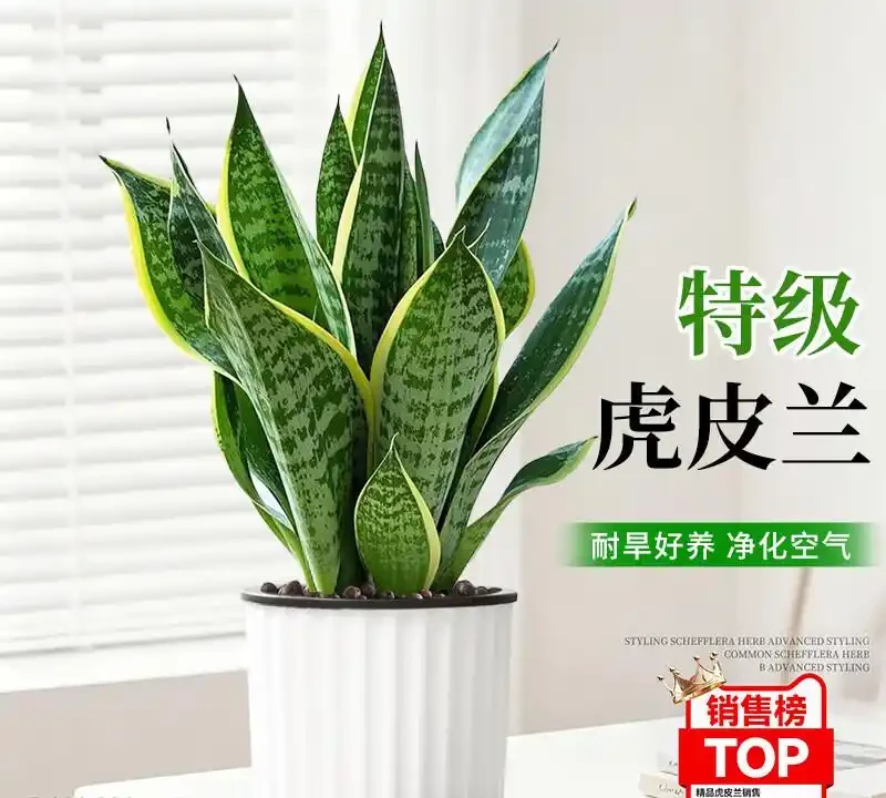 臥室擺放這8種植物,淨化空氣還能助眠安神