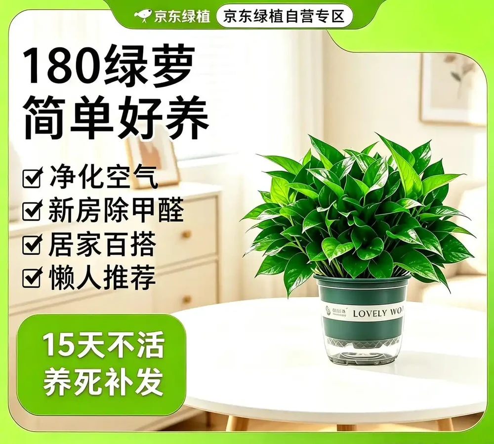 臥室擺放這8種植物,淨化空氣還能助眠安神
