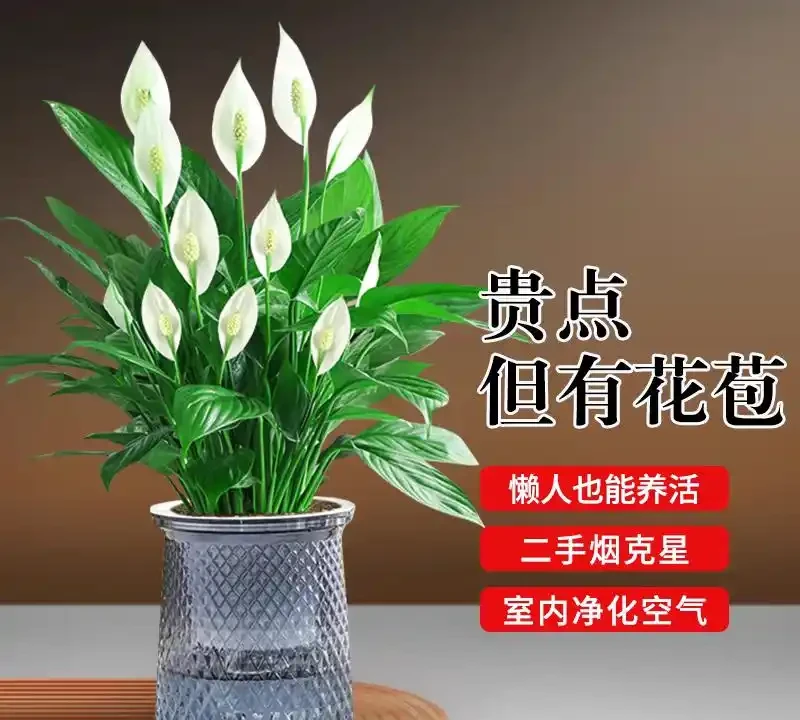 臥室擺放這8種植物,淨化空氣還能助眠安神