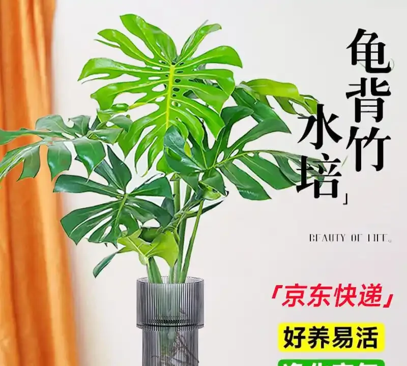 臥室擺放這8種植物,淨化空氣還能助眠安神