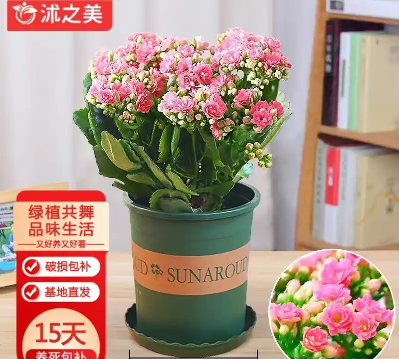 臥室擺放這8種植物,淨化空氣還能助眠安神