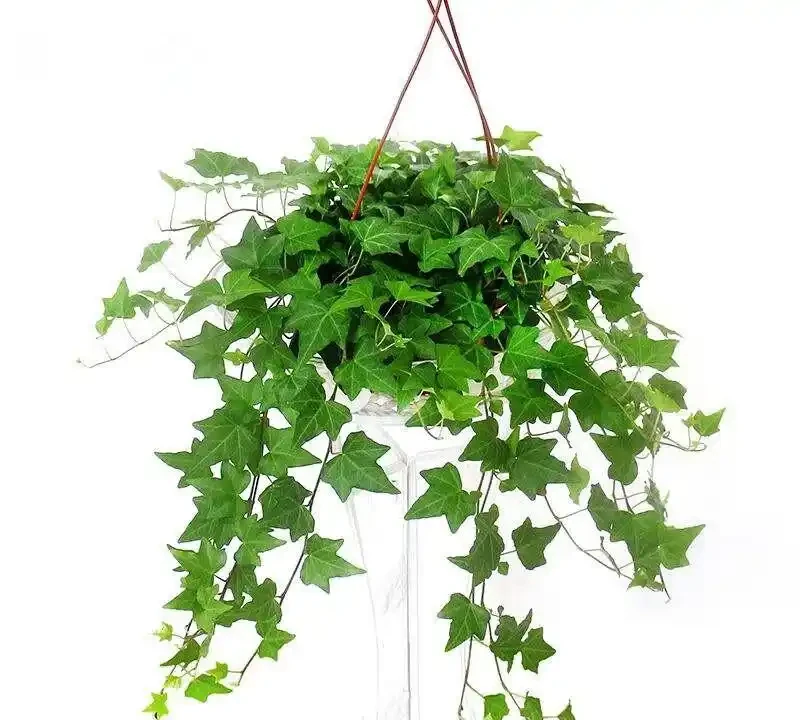臥室擺放這8種植物,淨化空氣還能助眠安神