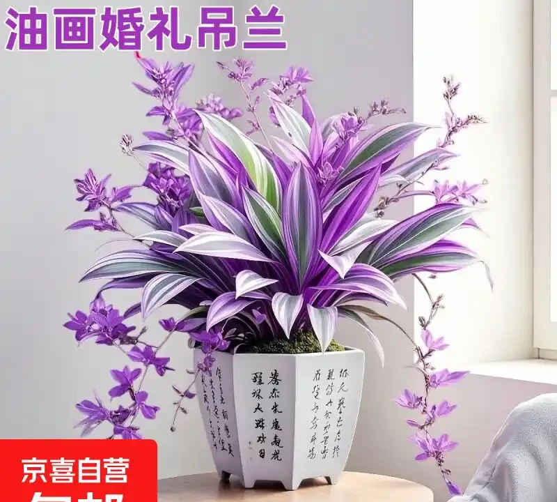 臥室擺放這8種植物,淨化空氣還能助眠安神
