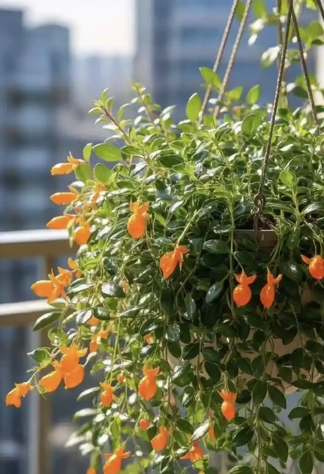 適合臥室養的6種花，耐陰皮實不挑環境，開花一茬接一茬不停下