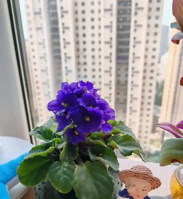 適合臥室養的6種花，耐陰皮實不挑環境，開花一茬接一茬不停下