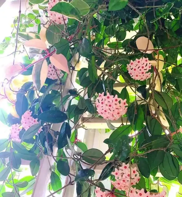 適合臥室養的6種花，耐陰皮實不挑環境，開花一茬接一茬不停下