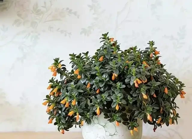 適合臥室養的6種花，耐陰皮實不挑環境，開花一茬接一茬不停下