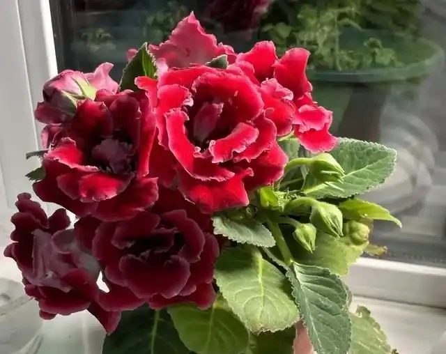 適合臥室養的6種花，耐陰皮實不挑環境，開花一茬接一茬不停下