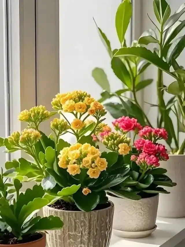 適合臥室養的6種花，耐陰皮實不挑環境，開花一茬接一茬不停下