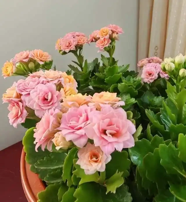 適合臥室養的6種花，耐陰皮實不挑環境，開花一茬接一茬不停下