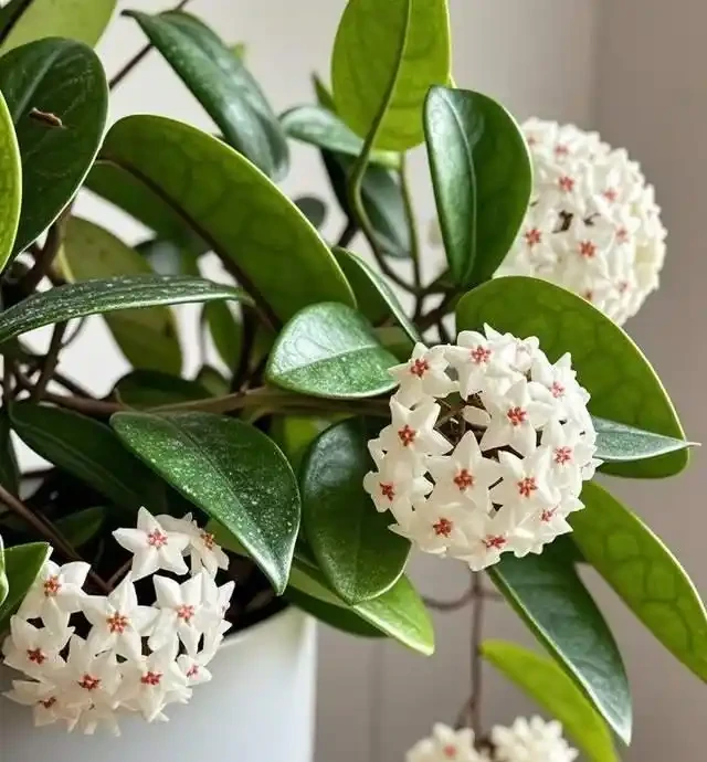 適合臥室養的6種花，耐陰皮實不挑環境，開花一茬接一茬不停下