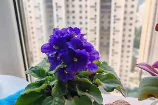 適合臥室養的6種花，耐陰皮實不挑環境，開花一茬接一茬不停下