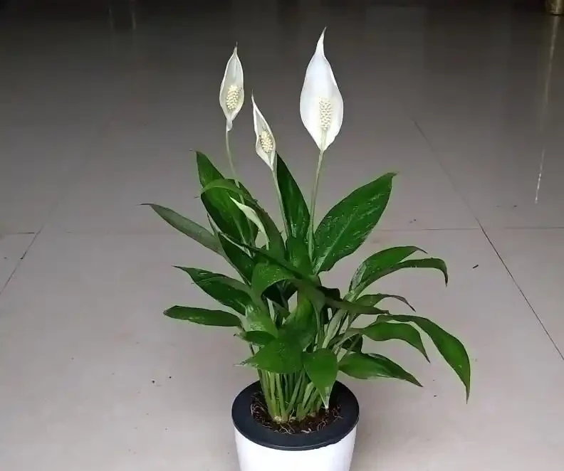 白鶴芋葉片發軟?別慌!一剪一泡一換土,快速救活,開花滿盆就是這麼簡單!