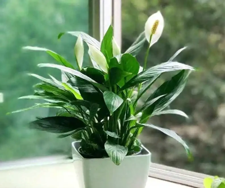 白鶴芋葉片發軟?別慌!一剪一泡一換土,快速救活,開花滿盆就是這麼簡單!