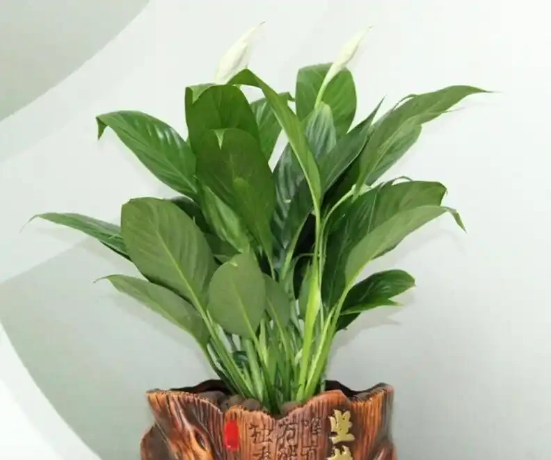 白鶴芋葉片發軟?別慌!一剪一泡一換土,快速救活,開花滿盆就是這麼簡單!