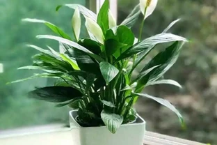 白鶴芋葉片發軟？別慌！一剪一泡一換土，快速救活，開花滿盆就是這麼簡單！