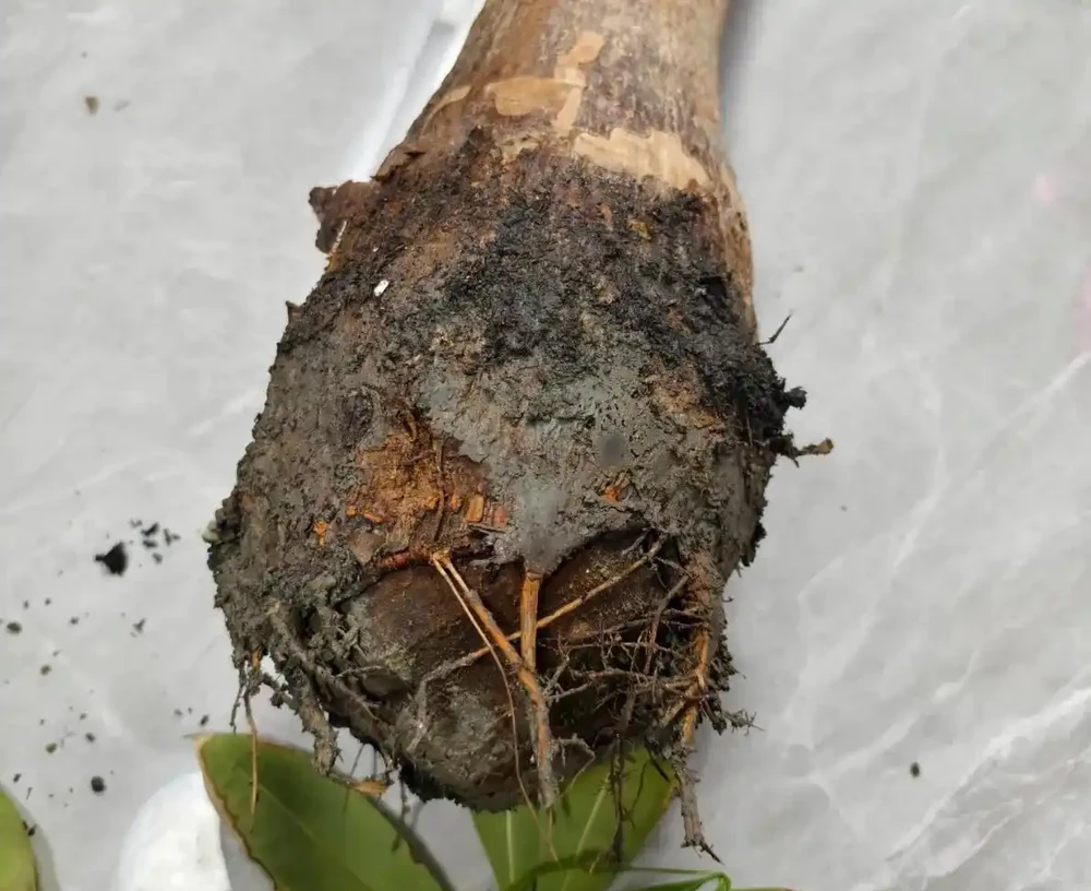 發財樹葉子發黃、一碰就掉?別急著扔!90%是腐根,按這個方法救,還能活