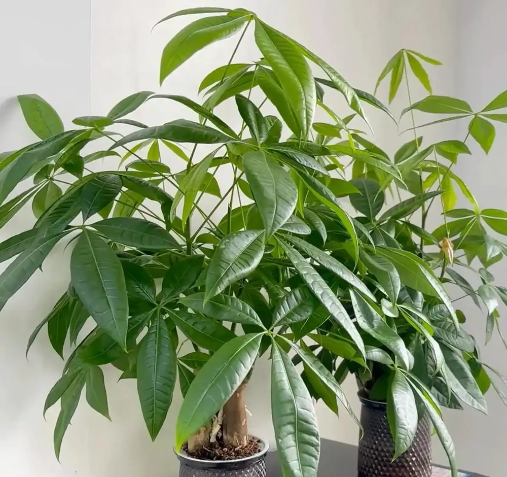 發財樹葉子發黃、一碰就掉?別急著扔!90%是腐根,按這個方法救,還能活