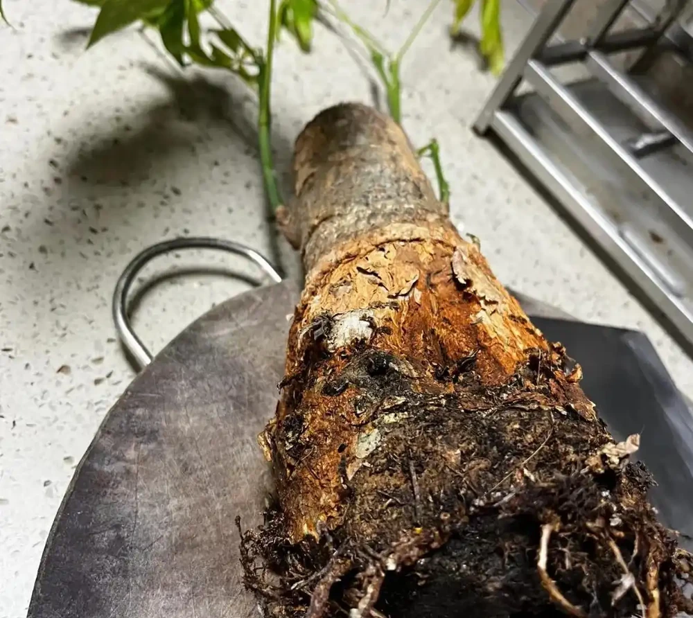 發財樹葉子發黃、一碰就掉?別急著扔!90%是腐根,按這個方法救,還能活
