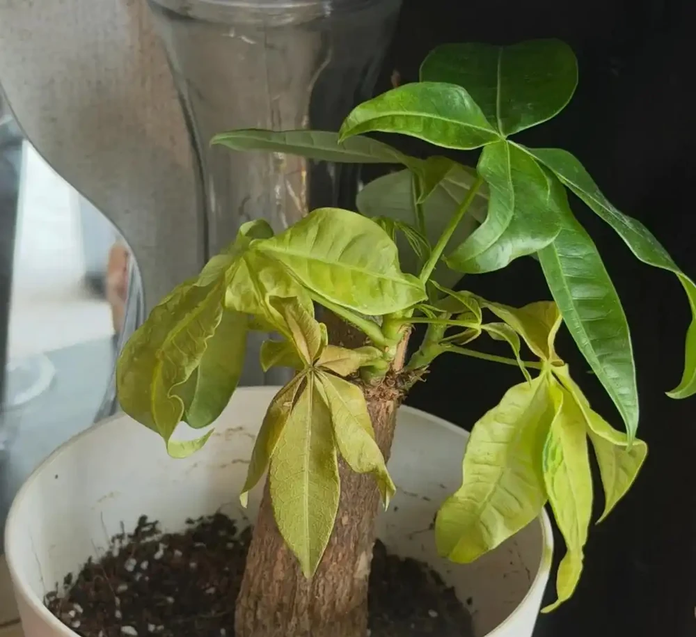 千萬別再亂澆水了!發財樹黃葉的真正原因,資深花匠一次講透,看完就能救活