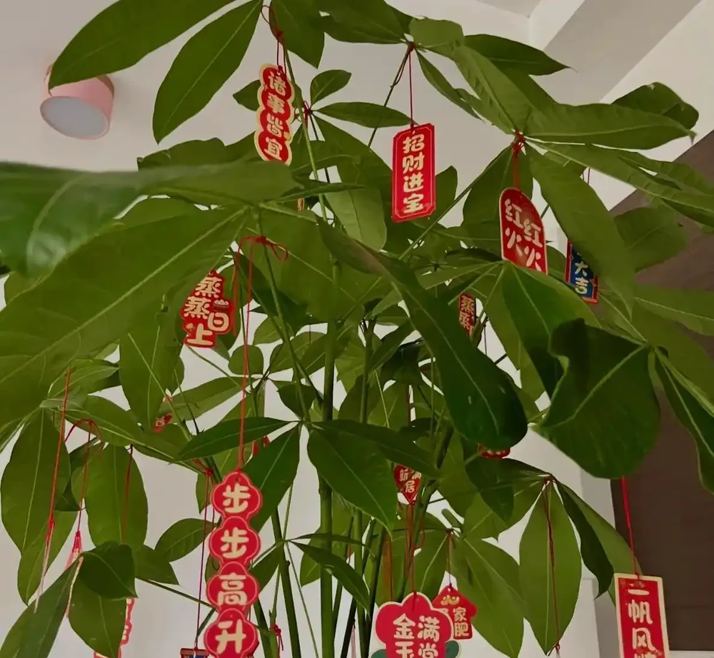 千萬別再亂澆水了!發財樹黃葉的真正原因,資深花匠一次講透,看完就能救活