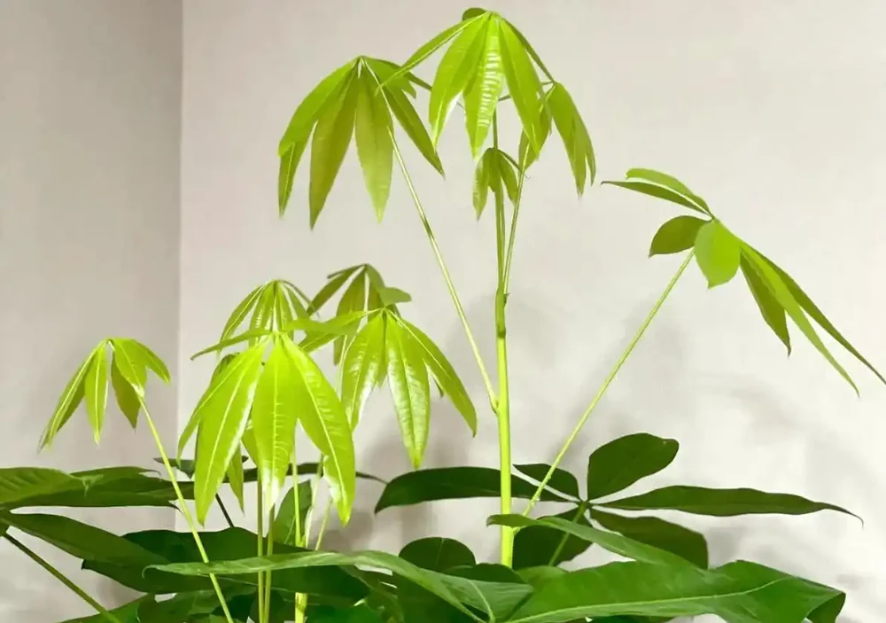 發財樹葉子發黃、一碰就掉?別急著扔!90%是腐根,按這個方法救,還能活