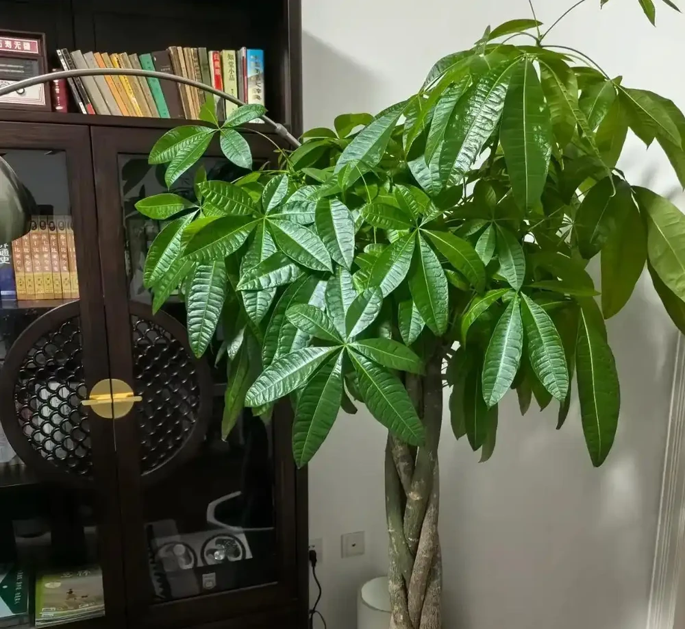 千萬別再亂澆水了!發財樹黃葉的真正原因,資深花匠一次講透,看完就能救活