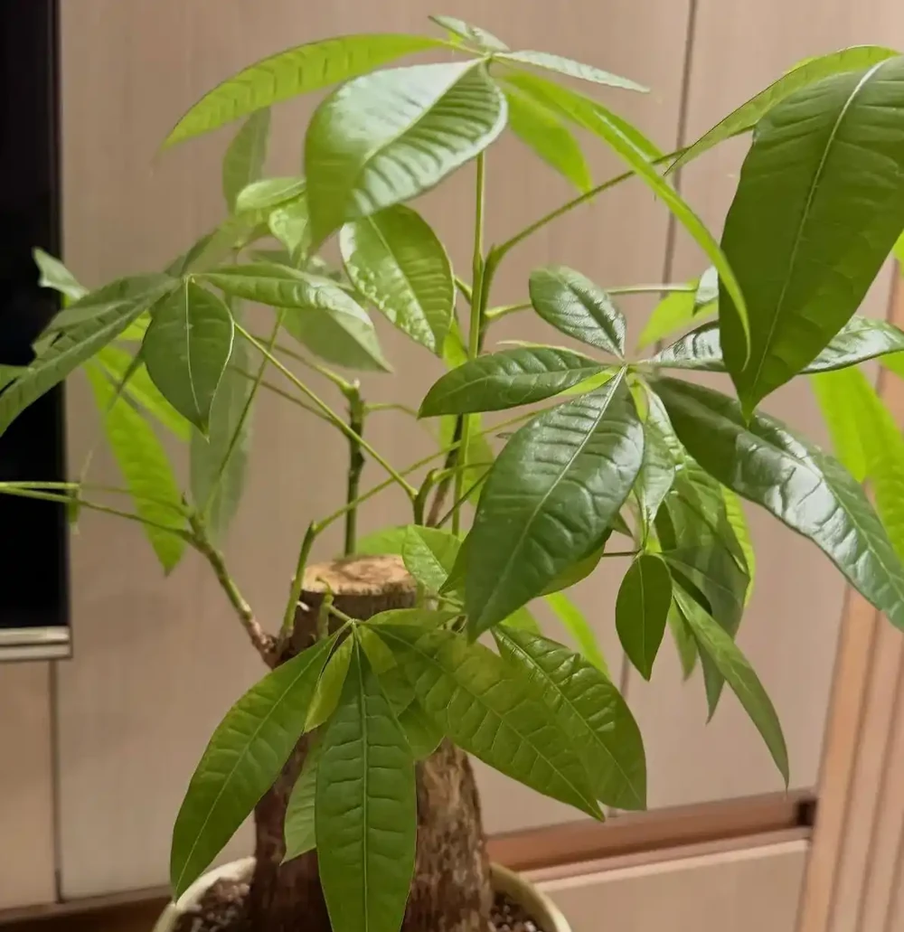 發財樹葉子發黃、一碰就掉?別急著扔!90%是腐根,按這個方法救,還能活