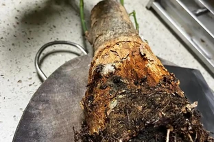 發財樹葉子發黃、一碰就掉？別急著扔！90%是腐根，按這個方法救，還能活