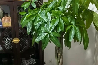 千萬別再亂澆水了！發財樹黃葉的真正原因，資深花匠一次講透，看完就能救活
