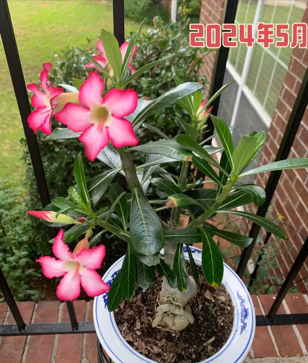 我們都被騙了,這才是沙漠玫瑰度夏的方法,多曬、控水都是胡說