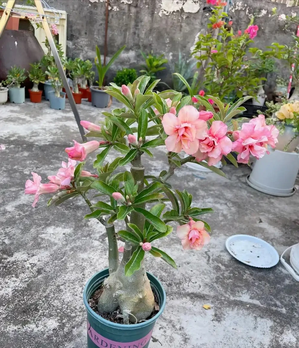 我們都被騙了,這才是沙漠玫瑰度夏的方法,多曬、控水都是胡說