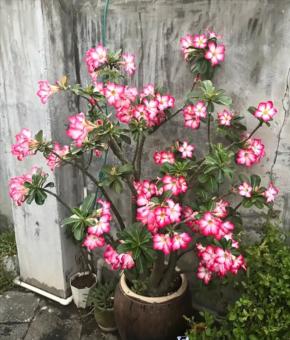 我們都被騙了,這才是沙漠玫瑰度夏的方法,多曬、控水都是胡說