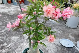 我們都被騙了，這才是沙漠玫瑰度夏的方法，多曬、控水都是胡說